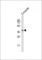 Zebrafish rho Antibody (N-Term)